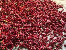 ПЕРЕЦ ОСТРЫЙ