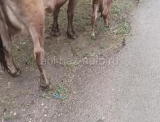 Продам Крупнорогатый скот. Коровы Бычки, телята, Продаю всё вместе, т
