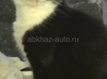 Пропал кот