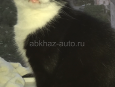 Пропал кот