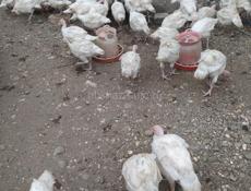 Индюшата