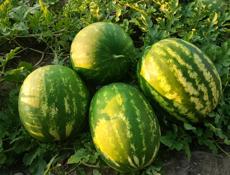 ПРОДАЁТСЯ АРБУЗ 🍉 СЕЛО АДЗЮБЖА