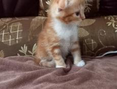 Продаётся котёнок вислоухий