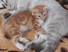 Продаётся котёнок вислоухий
