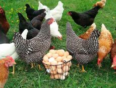 Продам кур