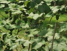 Официанты и мармитчики