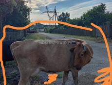 Продам корову с теленком бычком. 