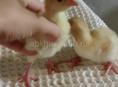 В продаже индюшки 