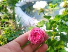 Продам уличные и комнатные растения