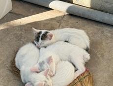 Подушка руля Марк Х