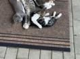 Гудаутские котята