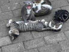 Гудаутские котята