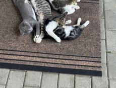 Гудаутские котята