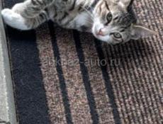 Гудаутские котята