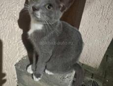 Гудаутские котята