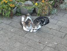 Гудаутские котята