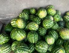 Арбуз местный