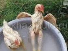 Продам 