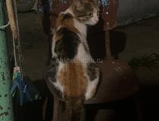 В добрые руки отдам кошку
