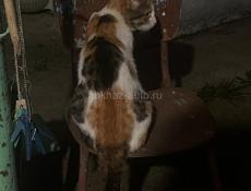 В добрые руки отдам кошку