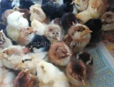 Продам цыплят суточных 