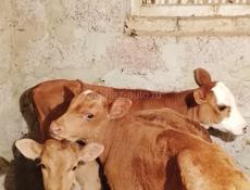 Продам бычка и тёлочку