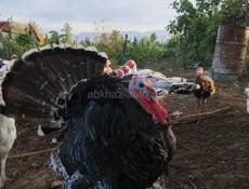 Продаются индюки