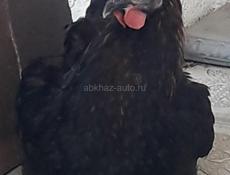 Продам курей, петухов
