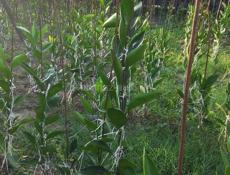 Продаётся рассада сентябрьского мандарина 250 р._