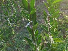 Продаётся рассада сентябрьского мандарина 250 р._