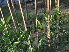 Продаётся рассада сентябрьского мандарина 250 р._