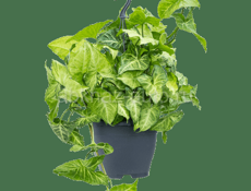 На центральном рынке продаются очень красивые цветы Аглаонема 350 р  Сингониум 300 р  Туи 350 р  Гортензии 200  И многое другое  Звонить или писать на ватсап 7752026