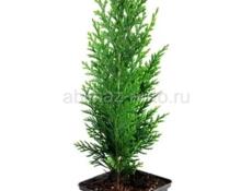 На центральном рынке продаются очень красивые цветы Аглаонема 350 р  Сингониум 300 р  Туи 350 р  Гортензии 200  И многое другое  Звонить или писать на ватсап 7752026