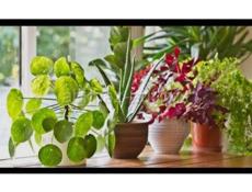 На центральном рынке продаются очень красивые цветы Аглаонема 350 р  Сингониум 300 р  Туи 350 р  Гортензии 200  И многое другое  Звонить или писать на ватсап 7752026