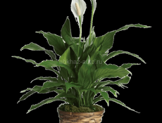 На центральном рынке продаются очень красивые цветы Аглаонема 350 р  Сингониум 300 р  Туи 350 р  Гортензии 200  И многое другое  Звонить или писать на ватсап 7752026