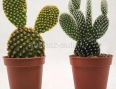 На центральном рынке продаются очень красивые цветы Аглаонема 350 р  Сингониум 300 р  Туи 350 р  Гортензии 200  И многое другое  Звонить или писать на ватсап 7752026