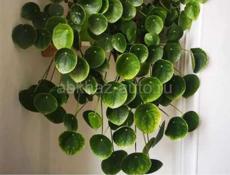 На центральном рынке продаются очень красивые цветы Аглаонема 350 р  Сингониум 300 р  Туи 350 р  Гортензии 200  И многое другое  Звонить или писать на ватсап 7752026