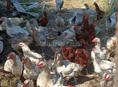 Продам 10-15 петушков