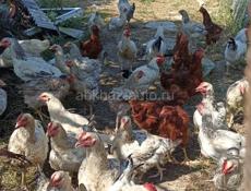 Продам 10-15 петушков
