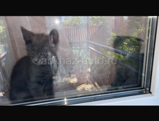 Отдадим в хорошие руки котят породистых ! Мальчики .