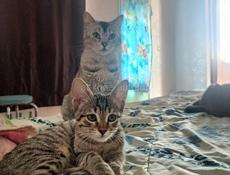 Котенок шиншилла-бенгал 