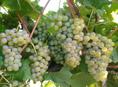 Продаю молдавский белый виноград 