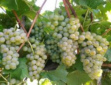 Продаю молдавский белый виноград 