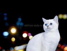 Кошка, страйт