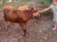 Продам быка