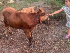 Продам быка