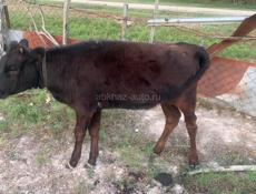 Продам тёлку