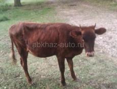 Только сегодня