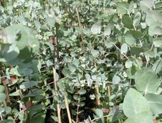 Эвкалипт Серебристый