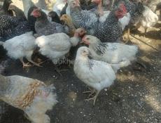 Индюшата  и цыплята